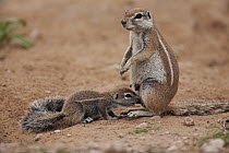 Cape Ground Squirrel (Xerus inauris) young nursing, Kalahari, Northern Cape, South Africa