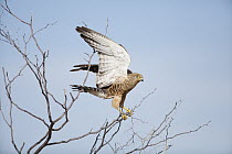 Greater Kestrel (Falco rupicoloides) taking flight, Kalahari, Northern Cape, South Africa