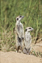 Meerkat (Suricata suricatta) pair on guard, Kalahari, Northern Cape, South Africa