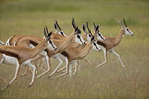 Springbok (Antidorcas marsupialis) group running, Kalahari, Northern Cape, South Africa