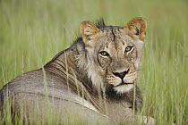 African Lion (Panthera leo) sub-adult male, Kalahari, Northern Cape, South Africa