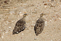 Double-banded Sandgrouse (Pterocles bicinctus) pair, Kruger National PArk, South Africa
