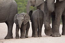 African Elephant (Loxodonta africana) herd with calves, Kruger National Park, South Africa