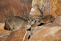 Rock Hyrax (Procavia capensis) mother and young, Marakele National Park, Limpopo, South Africa