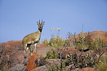 Klipspringer (Oreotragus oreotragus) male, Marakele National Park, Limpopo, South Africa