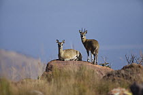Klipspringer (Oreotragus oreotragus) pair, Marakele National Park, Limpopo, South Africa