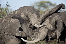 African Elephant (Loxodonta africana) bulls sparring, Kruger National Park, South Africa