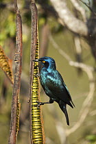 Greater Blue-eared Glossy-Starling (Lamprotornis chalybaeus) on seed pod, Kruger National Park, South Africa