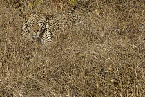 Leopard (Panthera pardus) male camouflaged in grasses, Kruger National Park, South Africa