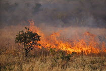 Grassland fire, Kruger National Park, South Africa