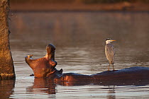 Hippopotamus (Hippopotamus amphibius) and Grey Heron (Ardea cinerea), Kruger National Park, South Africa