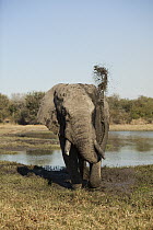 African Elephant (Loxodonta africana) bull spraying mud on its back, mudbathing, Kruger National Park, South Africa
