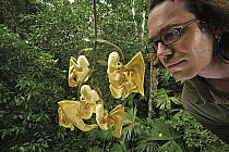 Bucket Orchid (Coryanthes panamensis) flower with photographer Christian Ziegler in the mid canopy