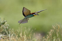 European Bee-eater (Merops apiaster) flying, Bulgaria