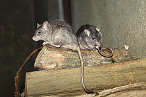 Black Rat (Rattus rattus) pair, Germany