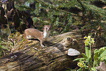 Least Weasel (Mustela nivalis) in summer coat, Germany