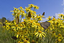 Ringlet (Aphantopus hyperantus) butterfly on flowers, Bavaria, Germany