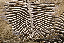 Engraver Beetle (Ips typographus) traces under bark, Bavaria, Germany