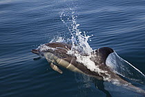 Common Dolphin (Delphinus delphis) surfacing, Algarve, Portugal