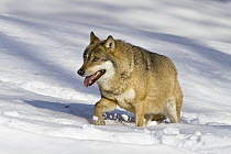 Wolf (Canis lupus) walking in snow, Bavarian Forest National Park, Bavaria, Germany