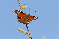 Peacock Butterfly (Inachis io) feeding on Willow (Salix sp), Bavaria, Germany