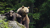 Brown Bear (Ursus arctos) mother with cubs, Bavarian Forest National Park, Bavaria, Germany