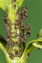 Ant (Formicidae) pair protecting Aphids (Aphis sp) which in turn produce honeydew that ants eat, Bavaria, Germany