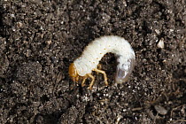 Summer Chafer (Amphimallon solstitiale) larva, Bavaria, Germany