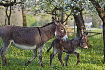 Donkey (Equus asinus) mother with foal in orchard, Bavaria, Germany