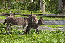 Donkey (Equus asinus) mother with foal in meadow, Bavaria, Germany