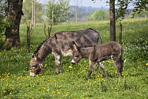Donkey (Equus asinus) mother grazing with foal in meadow, Bavaria, Germany