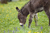Donkey (Equus asinus) foal grazing, Bavaria, Germany