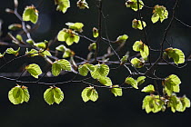 European Beech (Fagus sylvatica) leaves in spring, Upper Bavaria, Germany