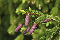 Norway Spruce (Picea abies) cones in spring, Germany