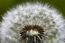 Dandelion (Taraxacum officinale) seed head showing achene with attached seeds, Bavaria, Germany