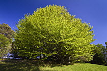 European Beech (Fagus sylvatica) tree in spring, Upper Bavaria, Germany