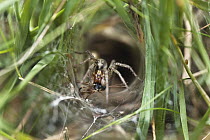 Funnel Weaver Spider (Agelenidae) with prey, Upper Bavaria, Germany