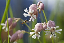 Marmalade Hover Fly (Episyrphus balteatus) approaching Maiden's Tears (Silene vulgaris) flowers, Upper Bavaria, Germany