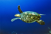 Hawksbill Sea Turtle (Eretmochelys imbricata) swimming, Caribbean