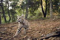 Bobcat (Lynx rufus) in forest, Aptos, Monterey Bay, California