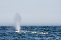 Blue Whale (Balaenoptera musculus) spouting, Monterey Bay, California