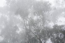 Gum Tree (Eucalyptus sp) trees in fog, Berkeley, California