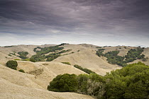 Oak (Quercus sp) trees on hillsides, Briones Regional Park, Orinda, California