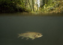 Rainbow Trout (Oncorhynchus mykiss) in creek in mixed Coast Redwood (Sequoia sempervirens) forest, these anadromous steelhead are locally endangered, Aptos, Monterey Bay, California