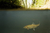 Rainbow Trout (Oncorhynchus mykiss) in creek in mixed Coast Redwood (Sequoia sempervirens) forest, these anadromous steelhead are locally endangered, Aptos, Monterey Bay, California