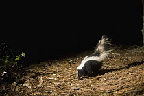 Striped Skunk (Mephitis mephitis) at night, Aptos, Monterey Bay, California