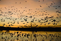 Snow Goose (Chen caerulescens) flock flying at sunrise, Bosque del Apache National Wildlife Refuge, New Mexico