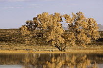 Sandhill Crane (Grus canadensis) pairs under Fremont Cottonwood (Populus fremontii) tree at sunrise, Bosque del Apache National Wildlife Refuge, New Mexico