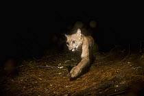 Mountain Lion (Puma concolor) female at night, Aptos, Monterey Bay, California