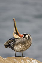 Brown Pelican (Pelecanus occidentalis) rubbing head covered with oil from uropygial gland to waterproof feathers, La Jolla, California